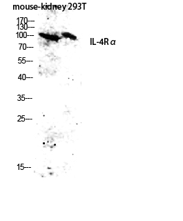 Fig.2. Western blot analysis of Mouse-kidney, 293T lysate using IL-4Rα antibody. Antibody was diluted at 1:2000.