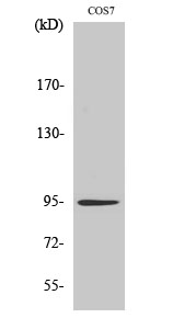 Fig. Western Blot analysis of various cells using Insulin R Polyclonal Antibody diluted at 1:500.
