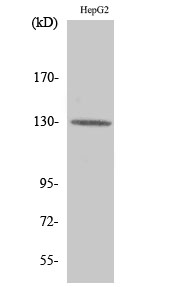 Fig. Western Blot analysis of various cells using Integrin β3 Polyclonal Antibody diluted at 1:500.