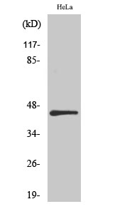 Fig. Western Blot analysis of various cells using IRF-3 Polyclonal Antibody diluted at 1:500.