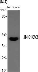 Fig.1. Western Blot analysis of various cells using JNK1/2/3 Polyclonal Antibody diluted at 1:1000.