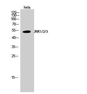 Fig.2. Western Blot analysis of hela cells using JNK1/2/3 Polyclonal Antibody diluted at 1:1000.