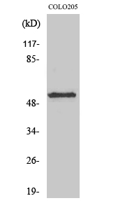 Fig. Western Blot analysis of various cells using KCNG2 Polyclonal Antibody.