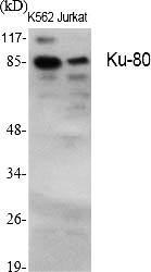 Fig.1. Western Blot analysis of various cells using Ku-80 Polyclonal Antibody.