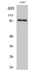 Fig.2. Western Blot analysis of COS7 cells using Ku-80 Polyclonal Antibody.