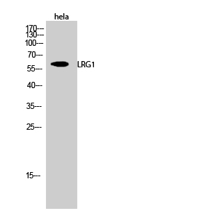 Fig.2. Western Blot analysis of hela cells using LRG1 Polyclonal Antibody.