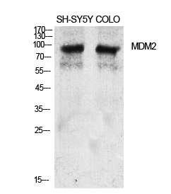 Fig.1. Western Blot analysis of various cells using MDM2 Polyclonal Antibody diluted at 1:2000.