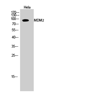 Fig.2. Western Blot analysis of hela cells using MDM2 Polyclonal Antibody diluted at 1:2000.