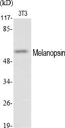Fig.1. Western Blot analysis of various cells using Melanopsin Polyclonal Antibody.