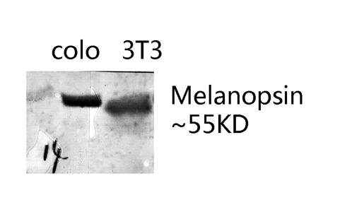 Fig.3. Western blot analysis of various lysates using Melanopsin Polyclonal Antibody. Secondary antibody (catalog#: A21020) was diluted at 1:20000.