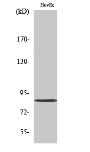 Fig. Western Blot analysis of various cells using Mfn2 Polyclonal Antibody diluted at 1:1000.