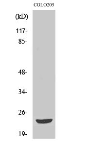 Fig. Western Blot analysis of various cells using Mob3B Polyclonal Antibody.