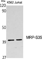 Fig.1. Western Blot analysis of various cells using MRP-S35 Polyclonal Antibody.