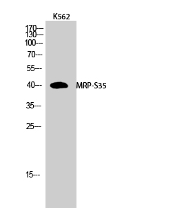 Fig.2. Western Blot analysis of K562 cells using MRP-S35 Polyclonal Antibody.