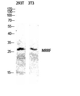 Fig.2. Western blot analysis of 293T and 3T3 lysates using MRRF antibody. Antibody was diluted at 1:1000.