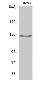 Fig. Western Blot analysis of various cells using MSH3 Polyclonal Antibody diluted at 1:2000.