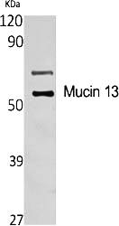 Fig.1. Western Blot analysis of various cells using Mucin 13 Polyclonal Antibody diluted at 1:1000.