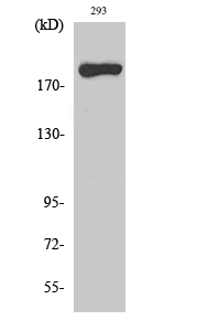 Fig. Western Blot analysis of various cells using MYH14 Polyclonal Antibody diluted at 1:1000.
