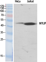 Fig.1. Western Blot analysis of various cells using MYLIP Polyclonal Antibody.