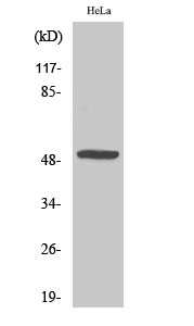 Fig.2. Western Blot analysis of Jurkat cells using MYLIP Polyclonal Antibody.