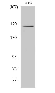 Fig.2. Western Blot analysis of HT29 cells using Myomesin-2 Polyclonal Antibody diluted at 1:500.