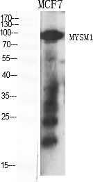 Fig.1. Western Blot analysis of various cells using MYSM1 Polyclonal Antibody diluted at 1:2000.