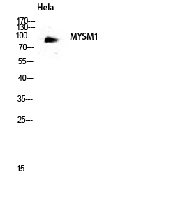Fig.3. Western blot analysis of hela lysate using MYSM1 antibody. Antibody was diluted at 1:2000.