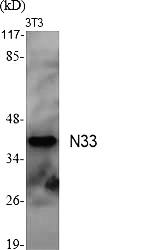 Fig.1. Western Blot analysis of various cells using N33 Polyclonal Antibody.