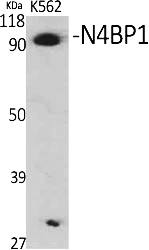 Fig.1. Western Blot analysis of various cells using N4BP1 Polyclonal Antibody.