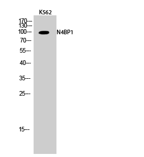 Fig.2. Western Blot analysis of K562 cells using N4BP1 Polyclonal Antibody.