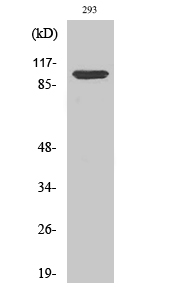 Fig.2. Western Blot analysis of 293 cells using Na+/K+-ATPase α1 Polyclonal Antibody diluted at 1:1000.