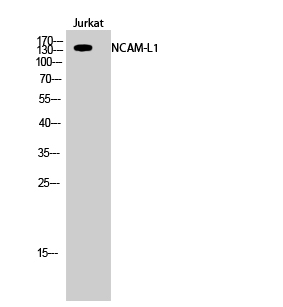 Fig.2. Western Blot analysis of Jurkat cells using NCAM-L1 Polyclonal Antibody.