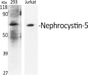 Fig.1. Western Blot analysis of various cells using Nephrocystin-5 Polyclonal Antibody diluted at 1:500.