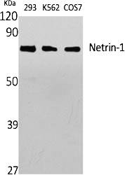 Fig.1. Western Blot analysis of various cells using Netrin-1 Polyclonal Antibody diluted at 1:1000.