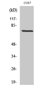 Fig.2. Western Blot analysis of COS7 cells using Netrin-1 Polyclonal Antibody diluted at 1:1000.
