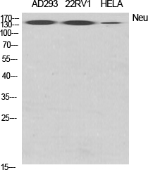 Fig.1. Western Blot analysis of various cells using Neu Polyclonal Antibody diluted at 1:2000.