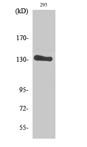 Fig.2. Western Blot analysis of 293 cells using Neu Polyclonal Antibody diluted at 1:2000.