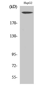 Fig.2. Western Blot analysis of HepG2 cells using Neurofibromin Polyclonal Antibody.