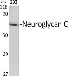 Fig.1. Western Blot analysis of various cells using Neuroglycan C Polyclonal Antibody.