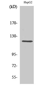 Fig. Western Blot analysis of various cells using Neuropilin-1 Polyclonal Antibody.