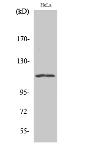 Fig. Western Blot analysis of various cells using NFATc3 Polyclonal Antibody.