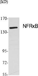 Fig.1. Western Blot analysis of various cells using NFRκB Polyclonal Antibody diluted at 1:500.