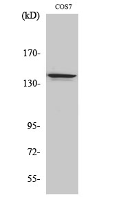 Fig.2. Western Blot analysis of COS7 cells using NFRκB Polyclonal Antibody diluted at 1:500.