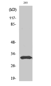 Fig. Western Blot analysis of various cells using NF-YB Polyclonal Antibody.