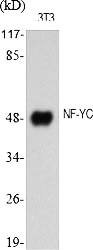Fig.1. Western Blot analysis of various cells using NF-YC Polyclonal Antibody diluted at 1:1000.