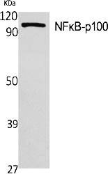 Fig.1. Western Blot analysis of various cells using NFκB-p100 Polyclonal Antibody diluted at 1:1000.