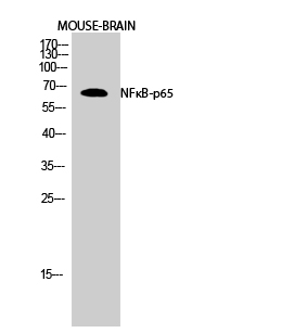 Fig.2. Western Blot analysis of Mouse-BRAIN cells using NFκB-p65 Polyclonal Antibody diluted at 1:2000.