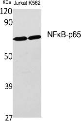 Fig.1. Western Blot analysis of various cells using NFκB-p65 Polyclonal Antibody diluted at 1:2000.