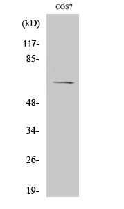 Fig.2. Western Blot analysis of COS7 cells using NFκB-p65 Polyclonal Antibody diluted at 1:2000.