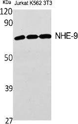 Fig.1. Western Blot analysis of various cells using NHE-9 Polyclonal Antibody.